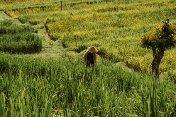 pexels-stijn-dijkstra-1306815-29989220